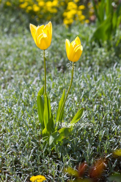 Yellow tulips in flower bed. (106233)