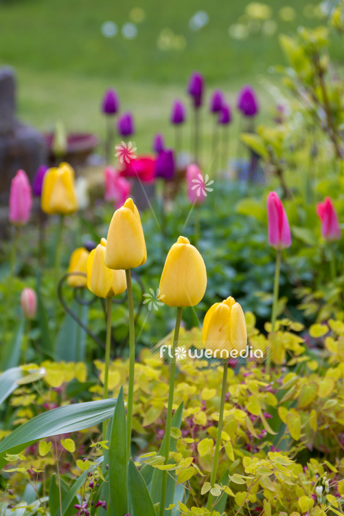 Yellow tulips in flower bed. (106234)