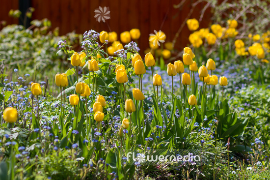 Yellow tulips in flower bed. (106236)