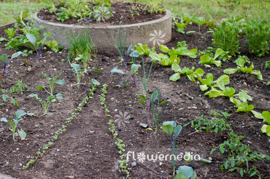 Young planted vegetable patch (102140)