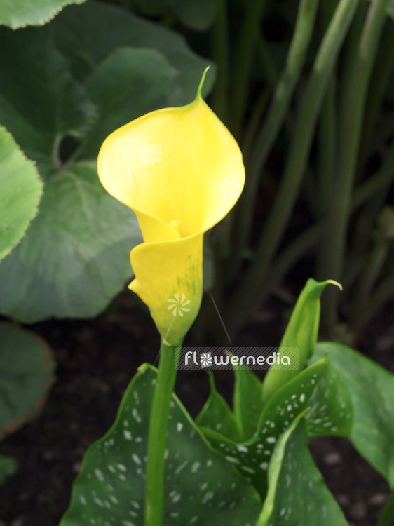 Zantedeschia elliottiana - Golden arum lily (102068)