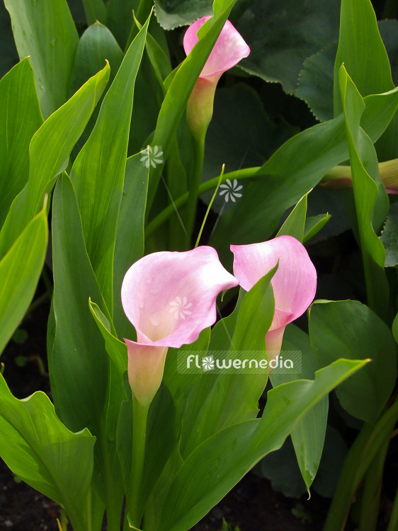 Zantedeschia rehmannii - Pink arum lily (102069)