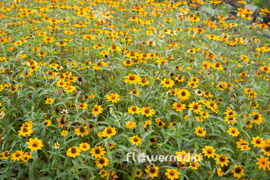 Zinnia haageana - Zinnia (111406)