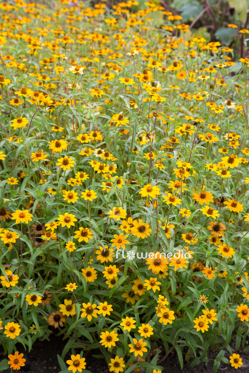 Zinnia haageana - Zinnia (111407)