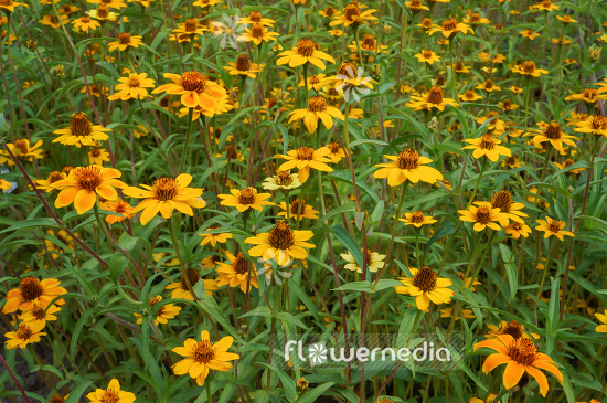 Zinnia haageana - Zinnia (111408)