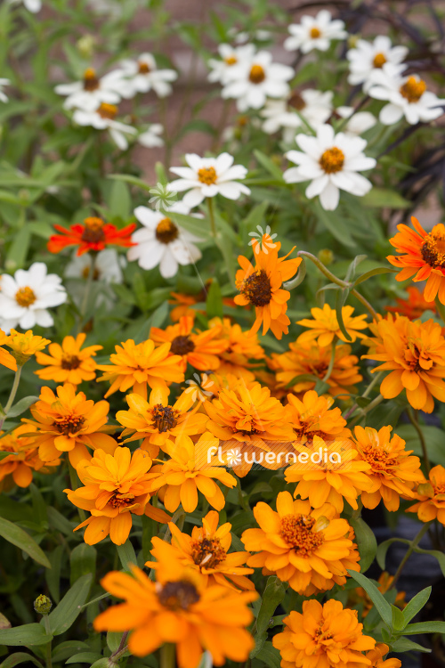 Zinnia haageana - Zinnia (111411)