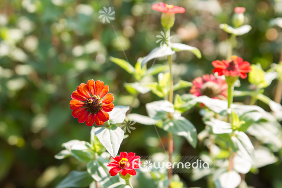 Zinnia peruviana - Peruvian zinnia (111416)